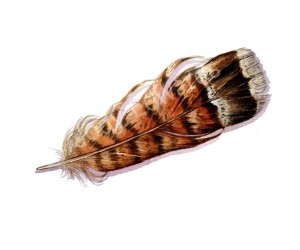 feather 2